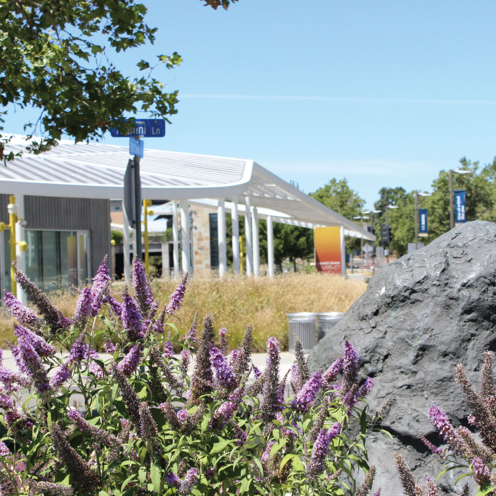 Photo of purple flowers and rock in the foreground with the museum in the background.