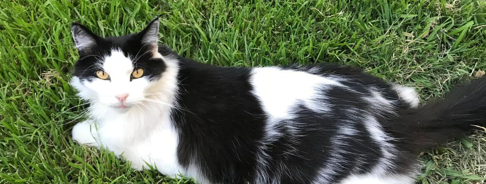 Black and white cat sitting on grassy lawn.