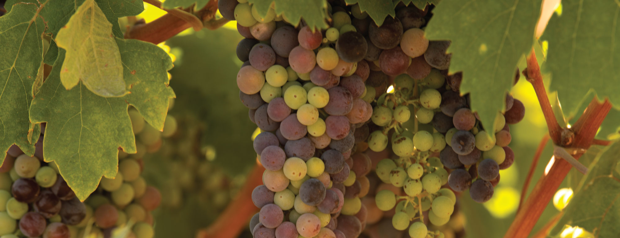 Purple and green grapes hanging on vines.