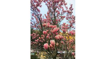 Pink flowers in bloom.