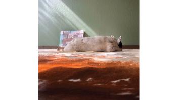 White and black dog laying in a sunny spot.