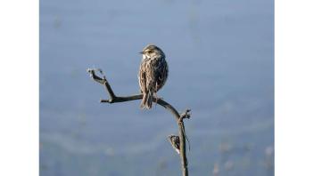 Bird sitting on a branch.