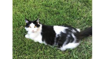 Black and white cat sitting on grass.