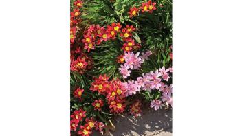 Pink and red flowers