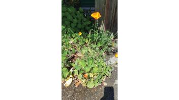 Golden poppy in bloom on a long stem.