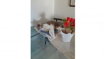 Grey and white cat laying on glass table top with red flowers in a vase.