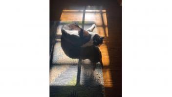 Black and white cat laying on rug in the sun.