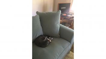 Grey cat laying on grey couch