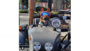 Dog wearing goggles in sidecar of motorcycle.