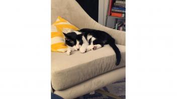 Black and white cat sleeping on tan chair with a yellow pillow.