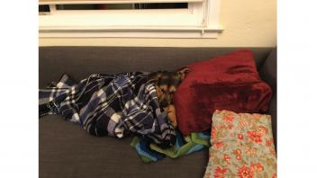 Dog snuggled up in blankets on a couch with red pillows.