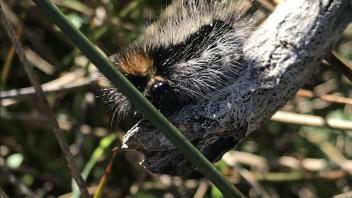 A Woolly Bear caterpillar found around the Bodega Marine Lab’s housing units on February 17, 2021 near the freshwater wetland.