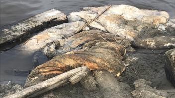 Next to the massive spinal column are thick rolls of whale fat and blubber. The whale’s ghostly presence animates a new concept for Karolina to mention. She calls it a “whale fall.”