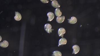 photo taken April 2021 for Isabelle Neylan’s transgenerational plasticity project with red abalone. Photo is of abalone spawns ten days post-fertilization and post-settlement. 