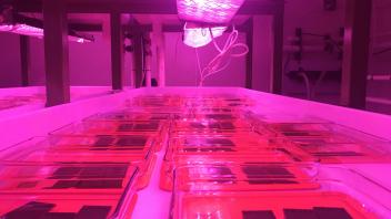 Photo of Aurora M. Ricart et. al’s kelp restoration project at the Bodega Marine Lab’s wet lab. The experiment asks about the effect of temperature on the development of bull kelp, a marine forest species.