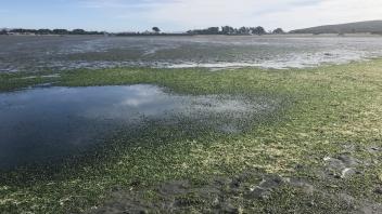 A winter low tide in Bodega Harbor with seagrass and sea lettuce unveiled. 