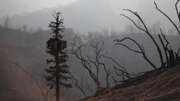 Aftermath, 2020-2021, 35mm film prints; ashes from a burned forest; cinder blocks; wood; steel; scale replica tree; spray paint. 