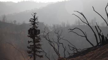 Aftermath, 2020-2021, 35mm film prints; ashes from a burned forest; cinder blocks; wood; steel; scale replica tree; spray paint. 
