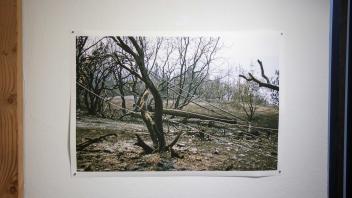Aftermath 2020-2021 35mm film prints; ashes from a burned forest; cinder blocks; wood; steel; scale replica tree; spray paint. 