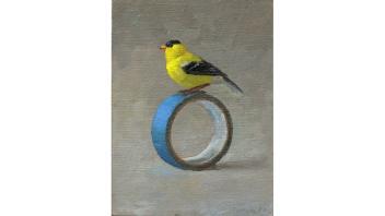 April Glory Funcke, Goldfinch & Tape