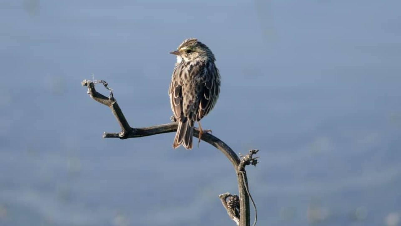 Bird perched on a branch.