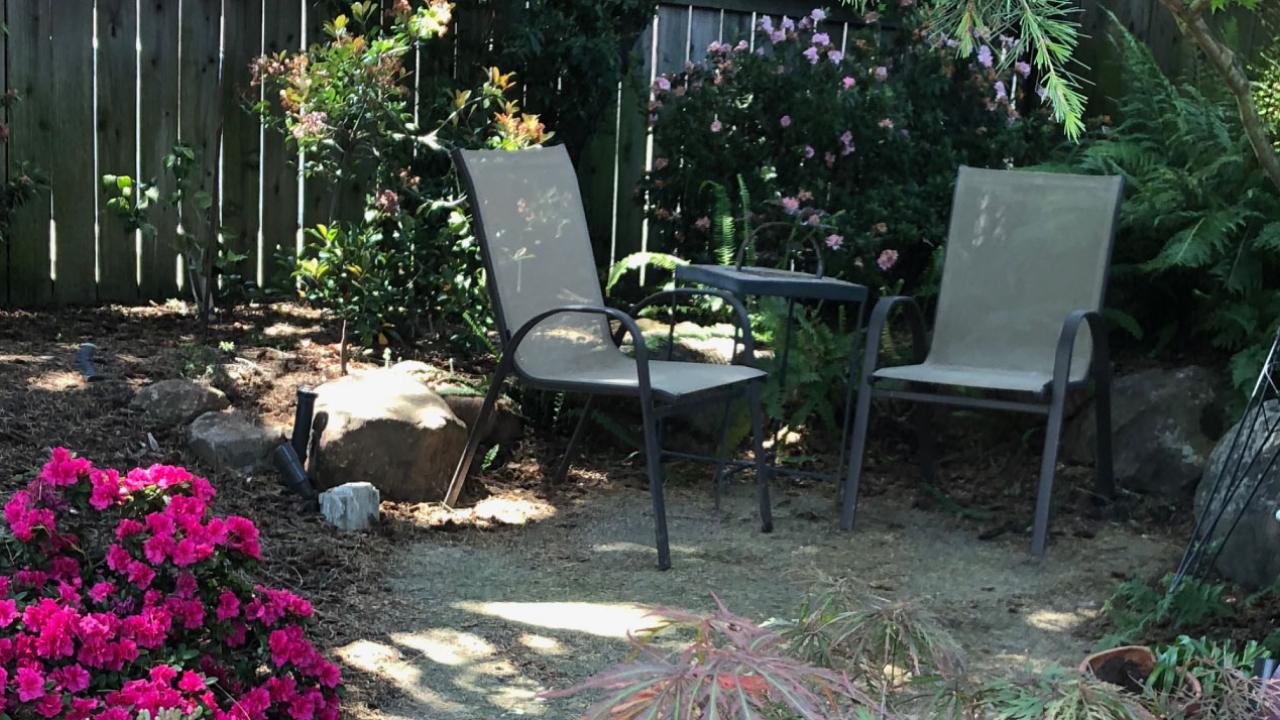 Two chairs in a shady back yard.