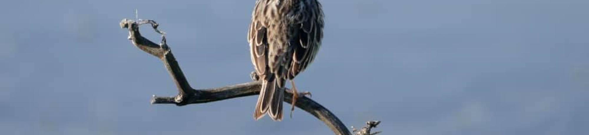 Bird perched on a branch.