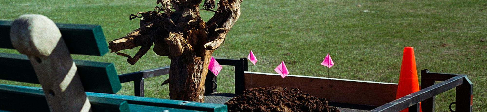 Transplant Module, 2021, 35mm film series. Utility trailer; replica of an NYC park bench; lodgepole pine roots; soil from a construction site; traffic cone; road barrier; survey flags; open prairie.