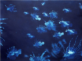 Photo of cyanotype by Andrea Chung